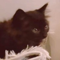 小さな子猫がお家にやって来た結果、犬が…爆笑必至の『まさかすぎる反応』が310万再生「感情を教えてくれｗ」「なんちゅう顔ｗ」と絶賛