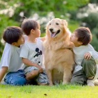 ３人の男の子が『大型犬と一緒に育った』結果…涙が止まらない『家族愛にあふれた光景』が25万再生「泣けた…尊い」「素敵な日常」と感動の声も