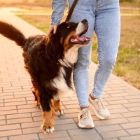 犬が『飼い主と一緒にしたい』と思う5つのこと　愛犬の気持ちに応えるために意識すべきポイントとは