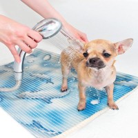 シニア犬に負担を掛けない『シャンプー』の方法4つ　配慮すべきポイントやお手入れのコツを解説