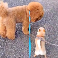 小型犬と仲良くなりたいワンコ→怖がられてうまくいかずに…思わずほっこりする『尊い光景』に反響「穏やかで優しい」「安全な熊さんｗ」と絶賛