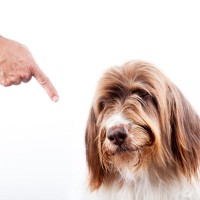 犬が信用しなくなる飼い主の『絶対NG行為』7選　愛犬に恐怖心や不信感を抱かせるダメ行動とは？