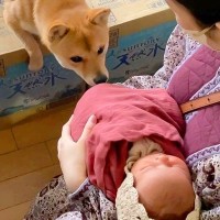 出産で9日間の入院→赤ちゃんと一緒に帰ったら、犬が…あまりにも愛おしい『熱烈大歓迎の様子』が14万再生「最高の兄妹になる」「嬉しそう」