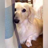 『やってしまった…』おしっこを失敗した犬→拭いている最中に見せた『猛烈に反省する光景』が45万再生「失敗したのわかってる」「泣きそうｗ」