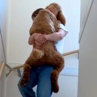 階段を登った大型犬→『降りてくるかな』と思ったら…まさかの光景と態度が60万再生「人が入っているみたいｗ」「申し訳なさそうで草」と反響