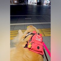 夏休み、普段は離れて暮らしているお姉ちゃんが帰省→駅で待っていた大型犬が…あまりにも尊い『家族愛にあふれた光景』が2万9000再生の反響