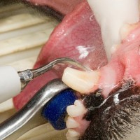 犬の歯が折れたとき、どうすればいい？放置してはいけない理由や正しい対処法を解説