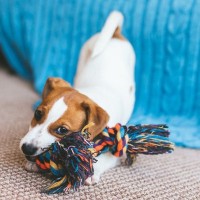 お金をかける必要がない『犬用グッズ』5選　主な理由や節約のための最善策とは？