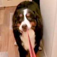 夜、大型犬の散歩中にお姉ちゃんがこっそり帰宅→匂いで気づいて…とんでもなく尊い『全力のおかえりなさい』が116万再生「大好きなの伝わる」