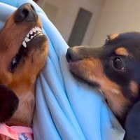 ママのお腹の上を巡ってケンカする２匹の犬→勝負が決まった瞬間…わかりやすすぎる『まさかのポーズ』に反響「ヤキモチｗ」「笑っちゃったｗ」