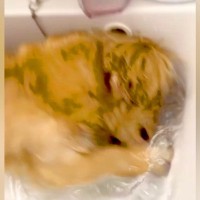 散歩から帰宅した犬を『洗面台』に入れると…まるで人間のような『豪快すぎる行動』が72万再生「大胆で笑ったｗ」「暑さ対策を心得ている」