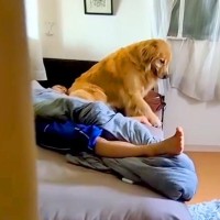 寝ている男の子の部屋から出てこない大型犬→そーっと様子を見に行ってみたら…バレた瞬間の『気まずい光景』が90万再生「かわいい」と反響