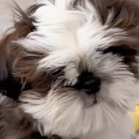 モップのような『モフモフ犬』→初めてトリミングをした結果…劇的に変化した『ビフォーアフター』に反響「お目目カワイイ」「モップ姿も好き」