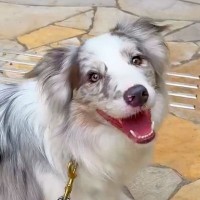 世界一賢い犬種に『レストランでご飯食べたい』と伝えた結果…もはや人間？信じられない光景が12万再生「すごすぎる」「優秀なコンシェルジュ」