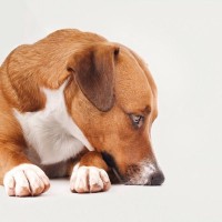 犬が『ミネラル不足』のときに現れる4つの症状　愛犬の健康を守るために注意すべきこととは