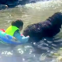 川遊びをする子どもたちが、大型犬の尻尾を持った結果…頼もしすぎる『兄貴分のような行動』が16万再生「全員かわいい」「平和な世界」と絶賛