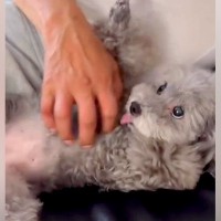 『犬を飼ったら家を出ていく』と大反対していたおじいちゃん…10年後→嘘のような『現在の光景』が20万再生「相思相愛」「素敵な絆」と感動