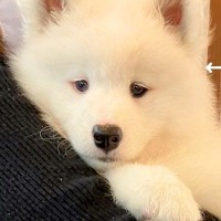 まるでぬいぐるみな『赤ちゃん犬』を飼った結果→たったの３ヶ月後…ウソのような『急成長のビフォーアフター』に反響「顔は赤ちゃんで可愛いｗ」