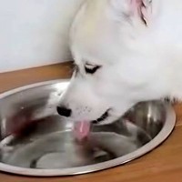 子犬の食器台に水を設置→『飲んでくれるかな』と思ったら…想定と違いすぎる『まさかの使い方』が695万再生「斬新で草」「可愛いｗｗ」