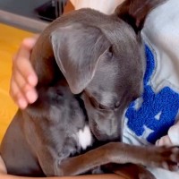 甘噛みを何度もした犬→お母さんが叱った結果…思わず許してしまう『猛反省する光景』が67万再生「小さな子供みたいｗ」「怒れないｗｗ」と反響