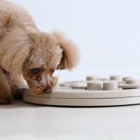 犬をおとなしくさせるために使える『便利アイテム』3つ　効果的な使い方からNG行為までご紹介