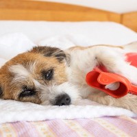 犬に『絶対にやってはいけない飼い方』4選　愛犬に悪影響を与える飼い主の行動とは？