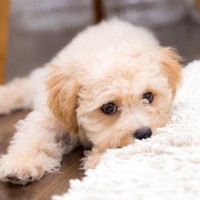 犬が『居心地が悪い』と感じる場所7つ　愛犬をリラックスさせる対処法までご紹介