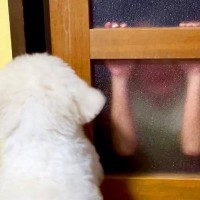 喧嘩で泣いてしまった男の子→心配した犬が追いかけて…思わず涙する『本当の兄弟のような行動』が23万再生「めちゃ泣いた」「優しさ伝わる」