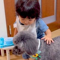 帰省中、実家の犬と会った1歳の男の子→仲良くできないと思っていたら…翌日に見せた『尊すぎる行動』が話題「2ショット眼福」の声