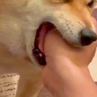 帰宅したお父さんに『おかえりなさい』する犬→愛が強すぎて…喜びが大爆発してしまった『まさかの行動』が35万再生「味ってて草」「笑ったｗ」