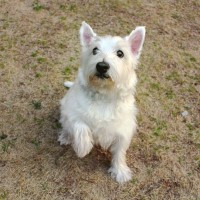 犬が指示されていないのに『オテ』をする心理3つ　気付いてあげたい愛犬からのメッセージとは