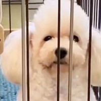 学校で仕入れられ『使えない』と売りに出された犬→ケージの中がすべてで…３年後の『泣ける光景』に反響「顔つきが全然違う」「感動」と６万再生