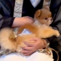 家に住職がやってきて様子をうかがう犬→お経が終わった直後にみせた『まさかの行動』が207万再生「空気読んでて草」「めっちゃ馴染んでるｗ」