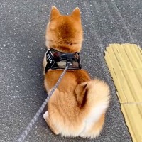 知り合いの犬を預かり、散歩に行った結果…コントのような『まさかの攻防戦』が12万再生「どっち応援したらいいのｗｗ」「笑った」と反響