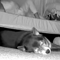 夜中、寝返りを打ったら『床で寝ていた犬』が…カメラが捉えた『衝撃的な反応』が72万再生「般若の顔で草」「めっちゃ強そうｗｗ」と反響