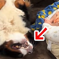 眠っている赤ちゃんをどうしても起こしたい大型犬→あまりにも愛おしい『悶絶する光景』が16万再生「くねくねしてて草」「可愛すぎるｗ」と反響