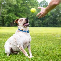 愛犬との『心の距離』が近くなる飼い主の行動3つ　より良い関係を築くために心がけるべきこととは