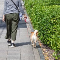 犬の『散歩中あるある』ランキングTOP7　愛犬の行動の心理から困った時の対処法までご紹介！
