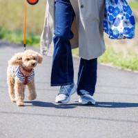 犬にとって『最適な散歩コース』の選び方とは　安全で楽しい時間にするためのポイントをご紹介