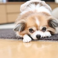 犬の『表情』には意思が表れているの？顔つきから読み取る5つの心理について解説