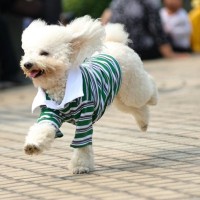 犬の洋服って必要なの？正しい活用方法から注意すべきことまで解説