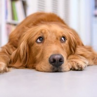 犬が『暇すぎる』と言っているときにみせるサイン5選　つまらないと感じる時間が長いとどうなるの？