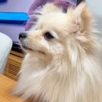 『暑いし、いつもより気持ち短めで』と犬のカットをオーダーした結果…まさかの『別犬並みのビフォーアフター』が話題「ぬいぐるみ？」「可愛い」