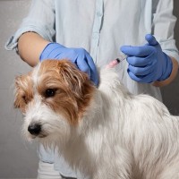 犬はどうして動物病院が苦手になるの？6つの理由から飼い主にできる改善策まで