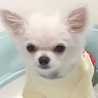 『ごはんなんていらない』どうしてもご飯を食べない犬→検査しても改善せず…多くの共感を呼んだ記録が33万再生「あるある」「大切だからこそ」