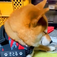 散歩の準備をしていたら、犬がまさかの…尊くてたまらない『人間の子供のような様子』が9万再生「起こすか悩んじゃうｗ」「抱きしめたい」と絶賛