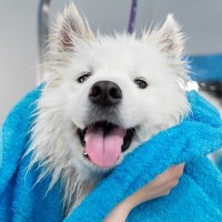 犬は雨で濡れる度にシャンプーが必要？正しいケアの手順や雨対策をご紹介