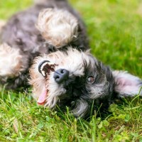 犬が『体をくねくね』させるときの心理4つ　愛おしい仕草の原因から注意すべき症状まで
