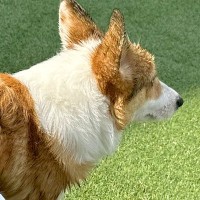 短足の犬がプールから出ようとした結果→まるで『漫画のような光景』に4万1000いいね「なぜいけると思ったｗｗ」「コーギーあるある」と爆笑