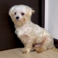 やせ細り、毛が腐っていた保護犬→『絶対幸せにする』と誓った結果…劇的に変化した『現在の様子』に感動「素敵な出会いに感謝」「泣けました」